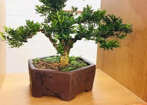 黄杨的生长习性 生长环境条件
