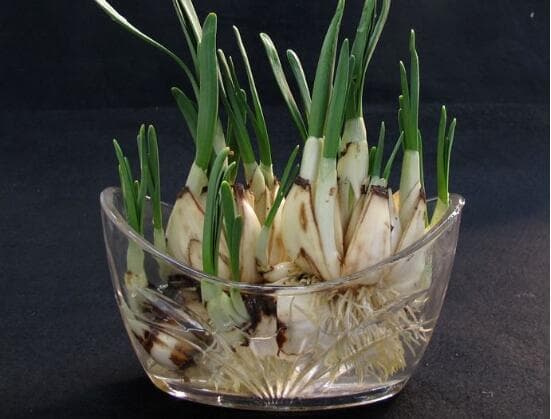 水培水仙花的步骤是什么（了解水仙花养护与管理步骤）