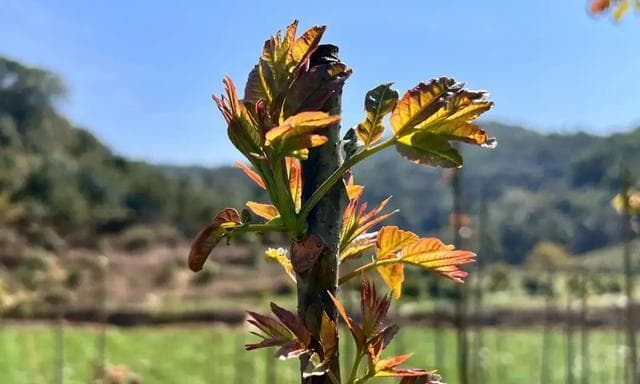 家庭种植香椿树的全指南（从购买到养护全程攻略，让你轻松拥有美味佳肴）