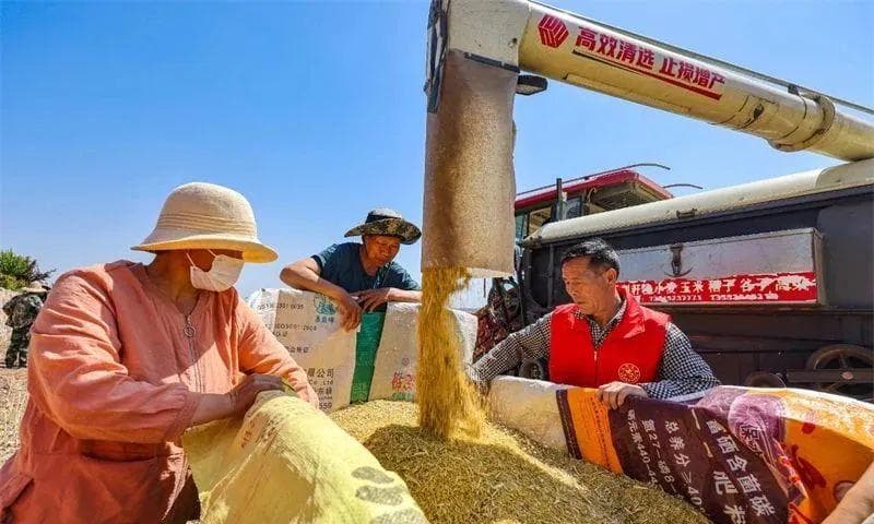 洛阳伊滨区诸葛镇上徐马社区：“穷山沟”长出“新希望”