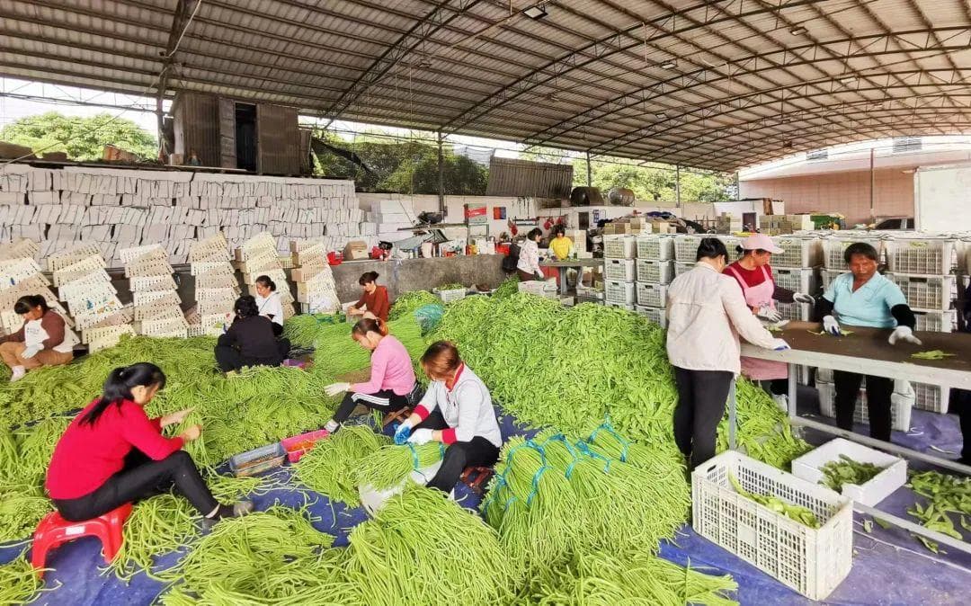 做强特色产业链 打造兴村新支点