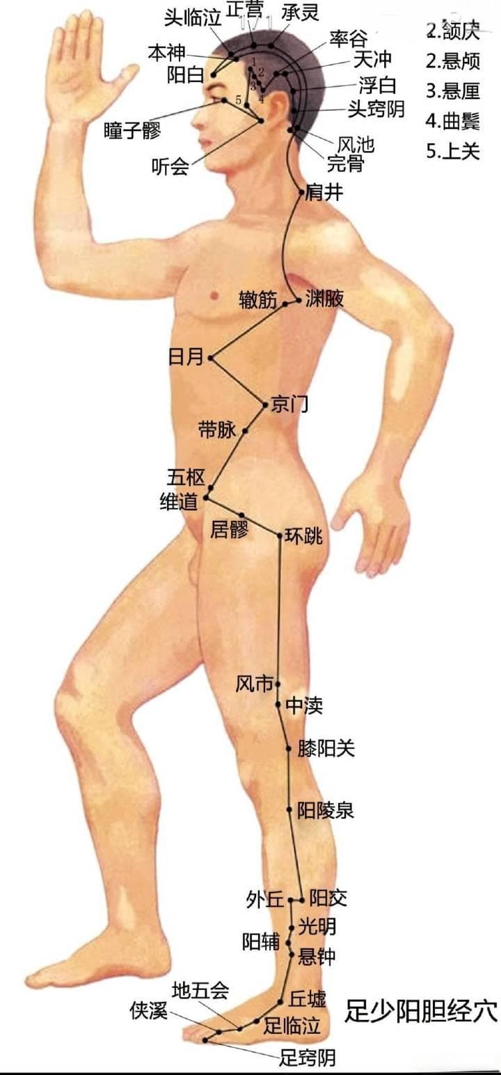 足少阳胆经～风池穴