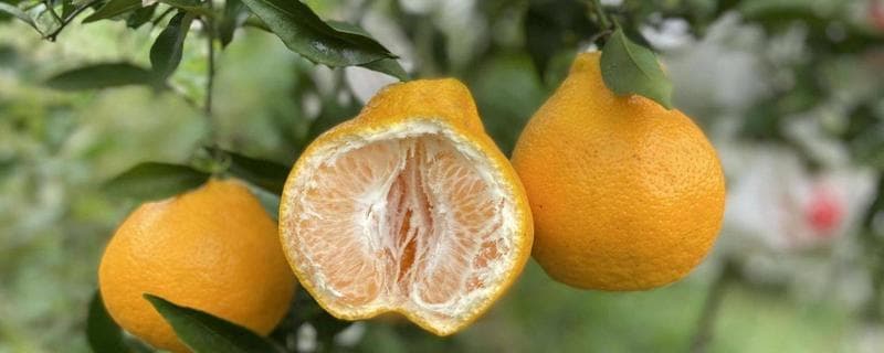 耙耙柑种植条件与成熟时间详解：年均气温需16-22℃，土壤有机质含量要达标