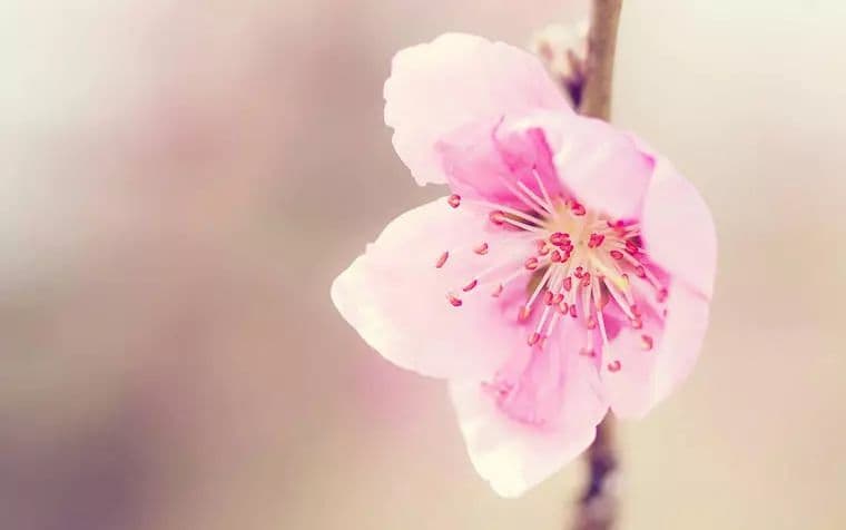 桃花什么时候开花？这些促花方法让你的桃花如期绽放