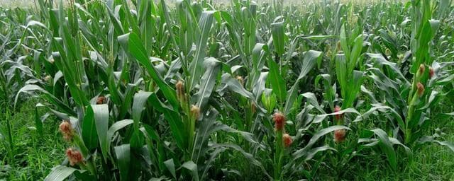 GK3109玉米品种简介：中抗大斑病，产量表现优异