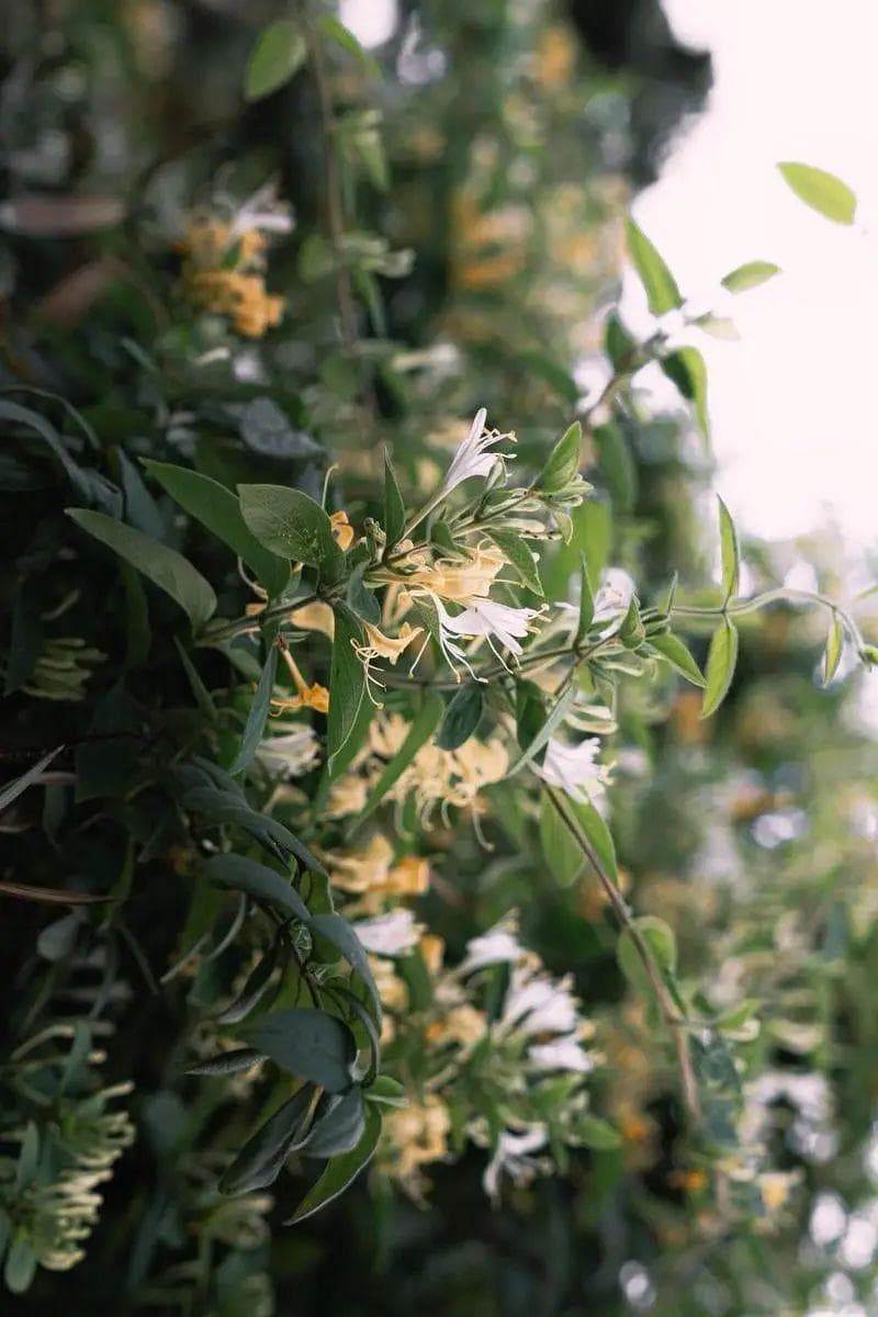 淡雅清馥金银花，外用内服妙用多