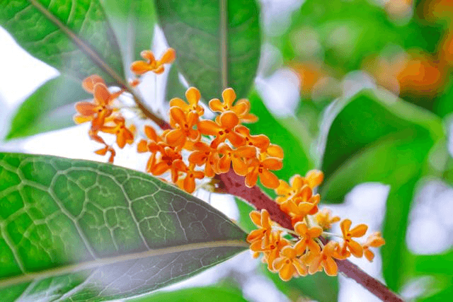 唐前至明清：文人墨客笔下的桂花意蕴