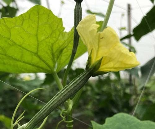 丝瓜种植的最佳月份（选择适宜时间，顺利收获好丝瓜）