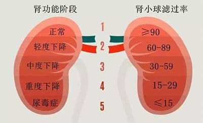 肾脏病可以分为5个不同的阶段