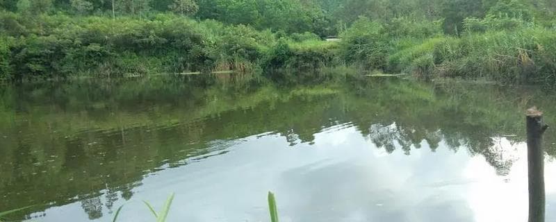 鱼塘水质净化与春季养鱼管理技巧