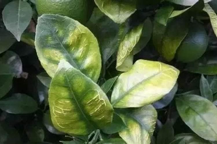 怎样快速识别植物缺素？