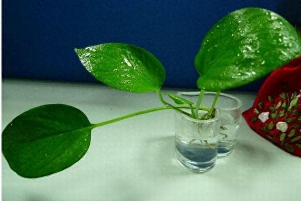 水培绿萝需要什么肥料？教你自制营养液！