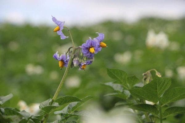马铃薯高产种植技术全解析