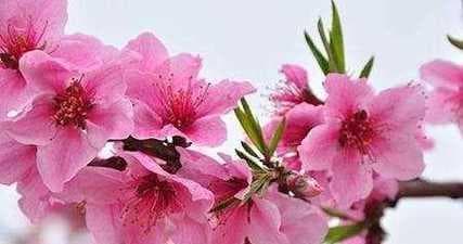 桃花之语：桃花的花语及其深刻意义