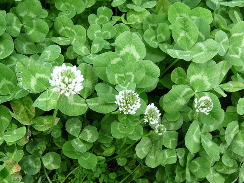 豆科植物固氮基本原理及其应用