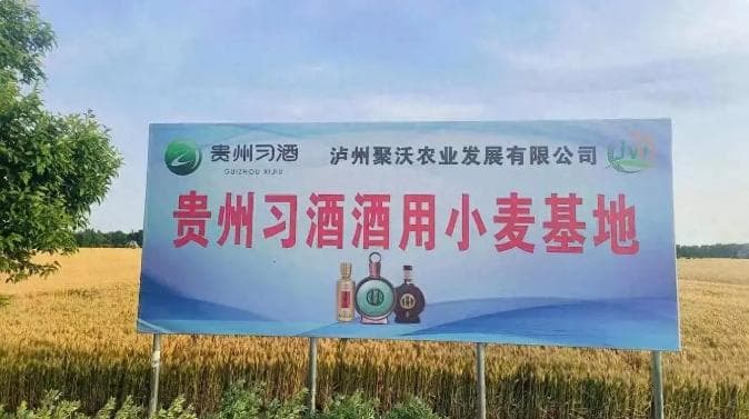 一粒小麦，也是习酒品质密码的核心构件