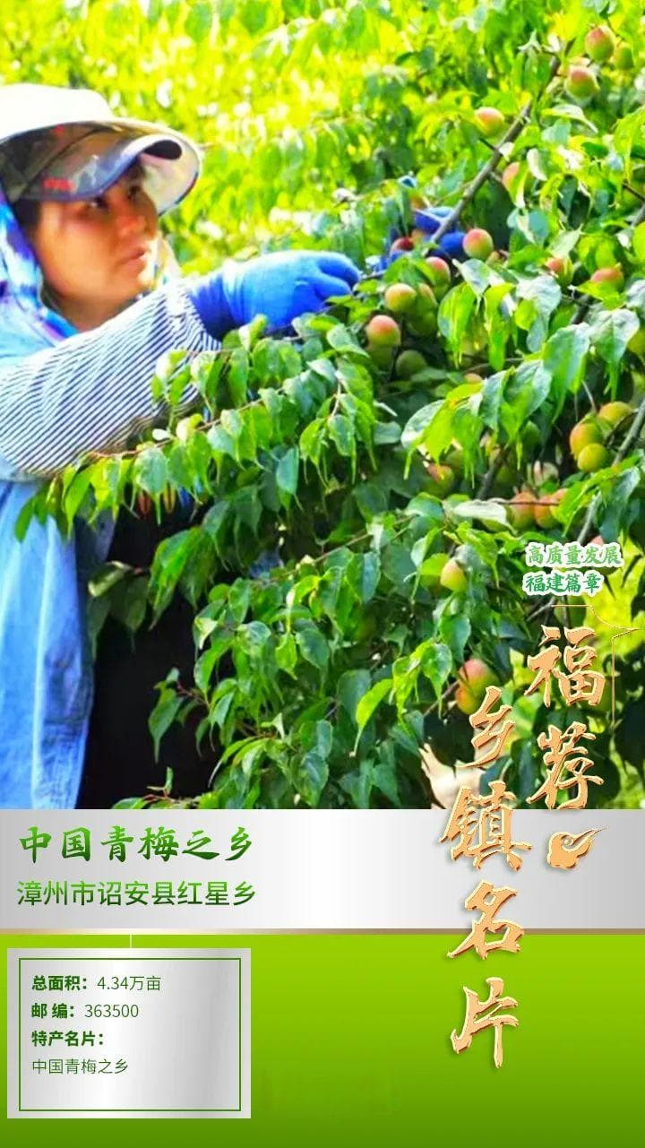 福建诏安红星乡：中国青梅之乡的致富之路