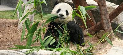 大熊猫的饮食习惯