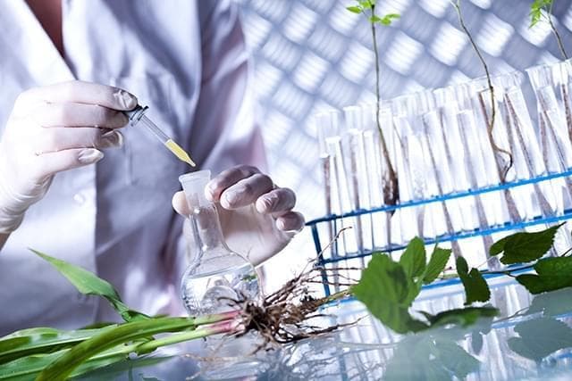 赤霉素测定方法：探索植物生长奥秘的关键工具