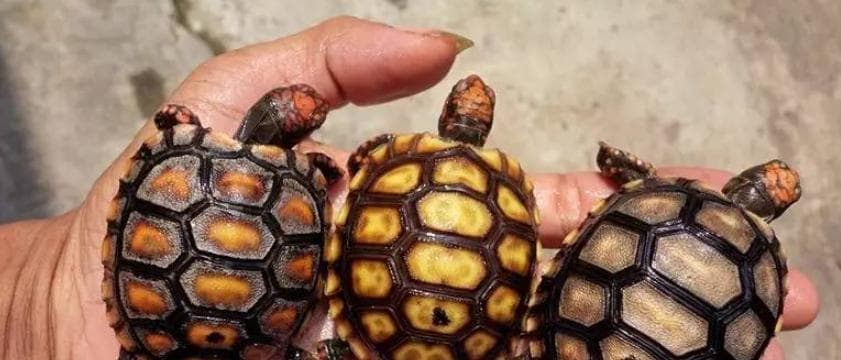 樱桃红腿陆龟的饲养全指南