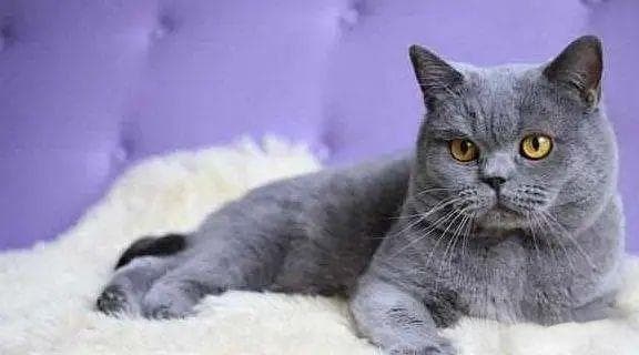 常见猫咪品种大盘点：从英国短毛到斯芬克斯