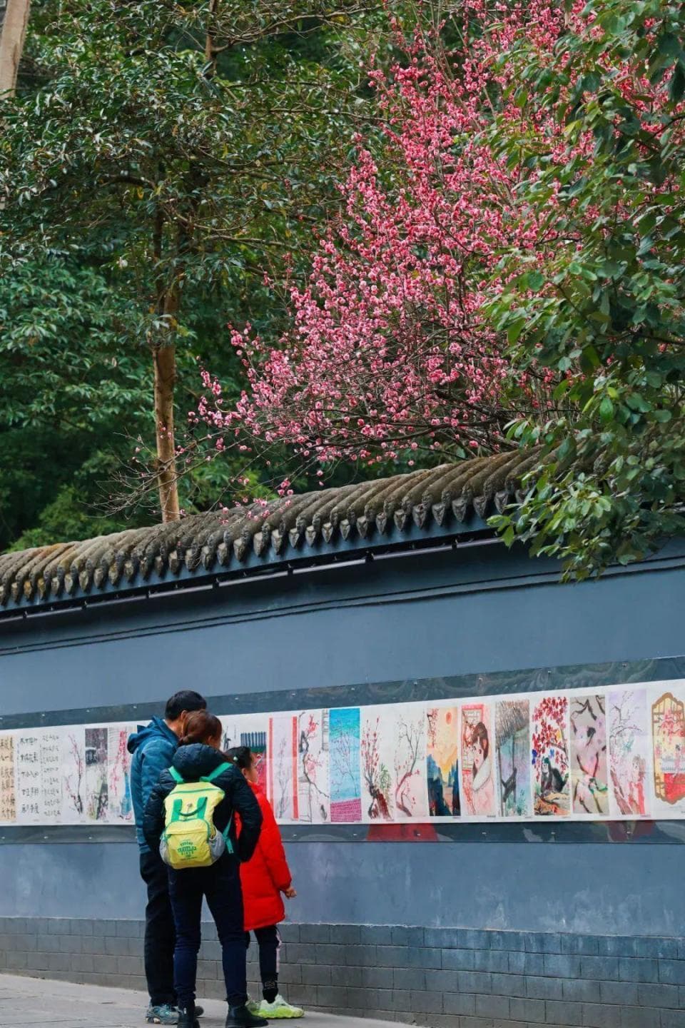 红梅、樱花、虞美人...成都春游赏花指南