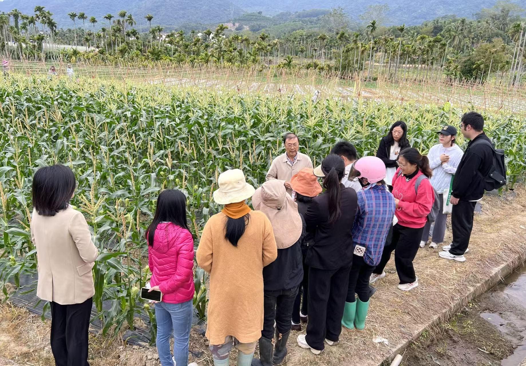 三亚吉阳区田间玉米课堂：科技助农助力乡村振兴