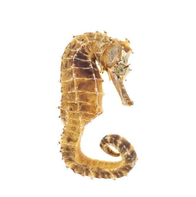 什么是海马，海马有哪些功效与作用？老人可以吃海马吗？