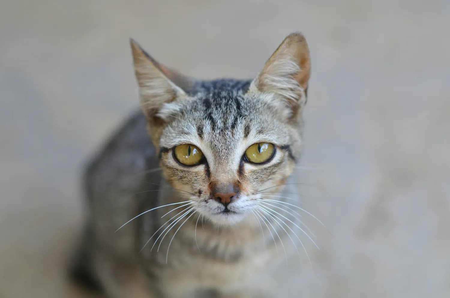 猫咪年龄大揭秘：你家主子几岁了？