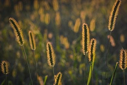 丙子日柱天干地支解析与命运解读