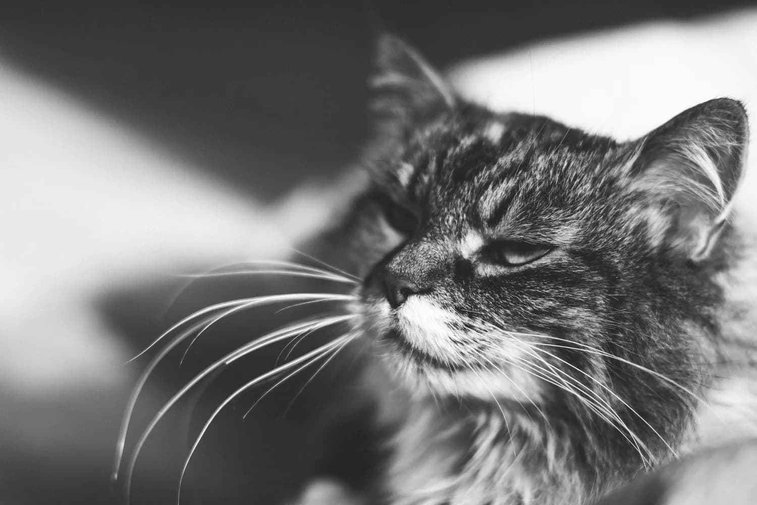 李时珍都嫌弃的猫肉，你还敢吃？