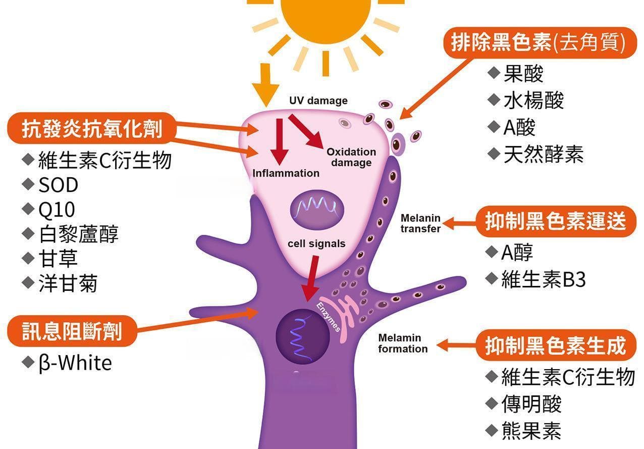 抗氧化是什么？3大防老化痕迹，认识皮肤"抗氧化好处"的重要性