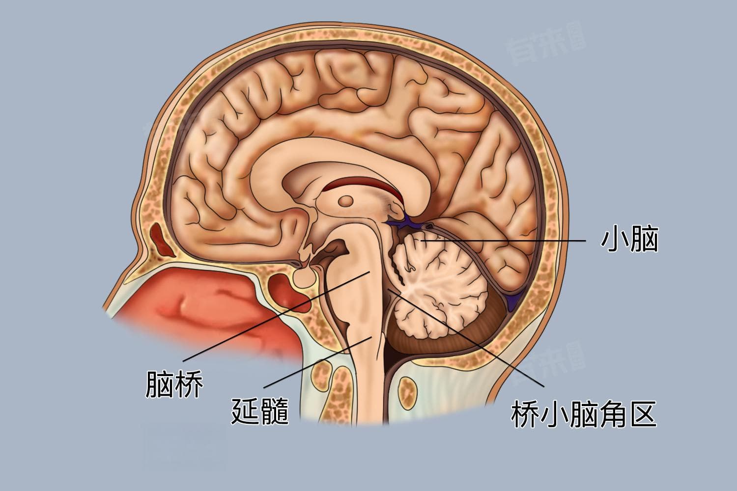 大枕大池是什么意思