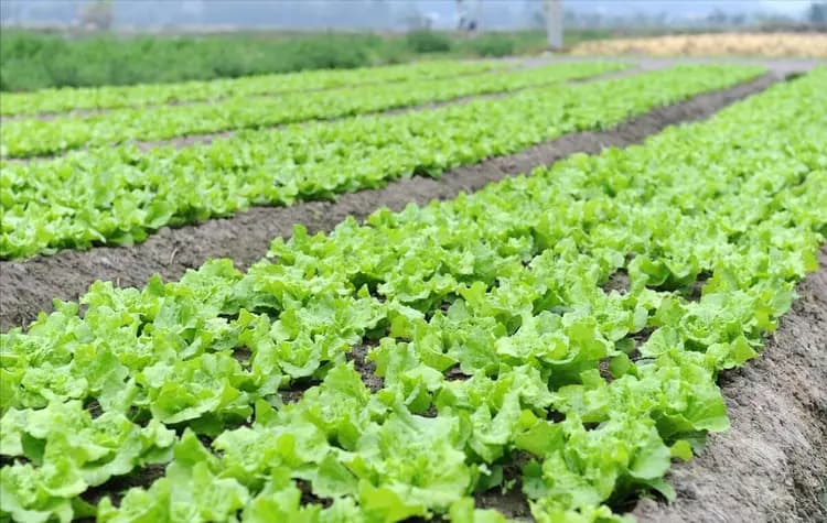 夏季高温下如何种植生菜？这份实用指南请收好
