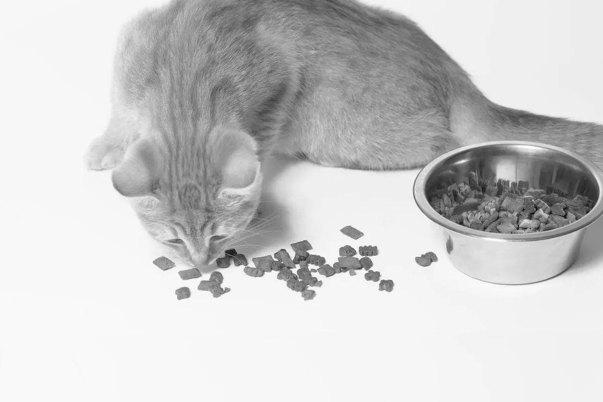 猫一天喂几次？养猫小百科：猫咪饮食全攻略，一天喂几次最科学？