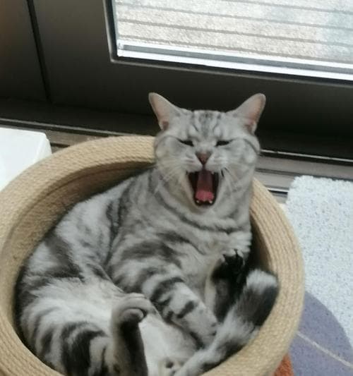 饲养美短猫的全面指南（关爱美短猫，享受美好生活）
