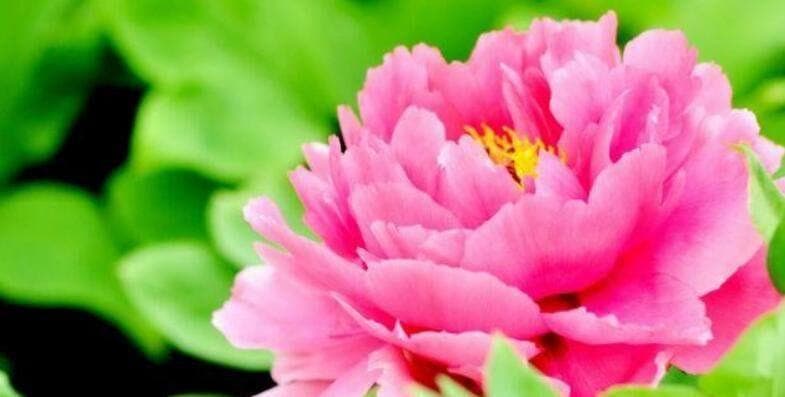 牡丹花开花期详解：从南到北，从早到晚的赏花全攻略