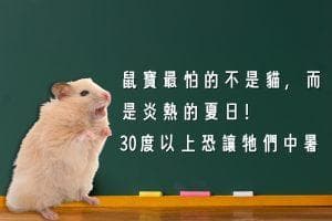 鼠宝最怕的不是猫，而是炎热的夏日！30度以上恐让它们中暑！