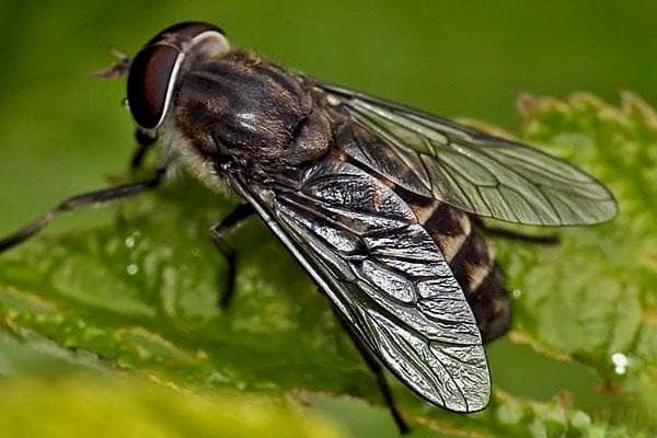 马蝇：令人讨厌却充满智慧的生物