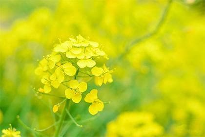 流年桃花位是什么意思,墙内桃花与墙外桃花含义