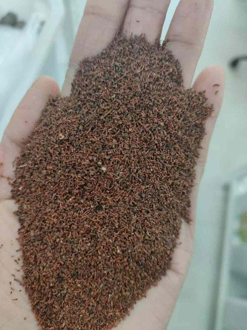 桉树种子种植技术全攻略