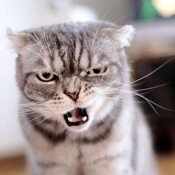 澳大利亚，对猫宣战