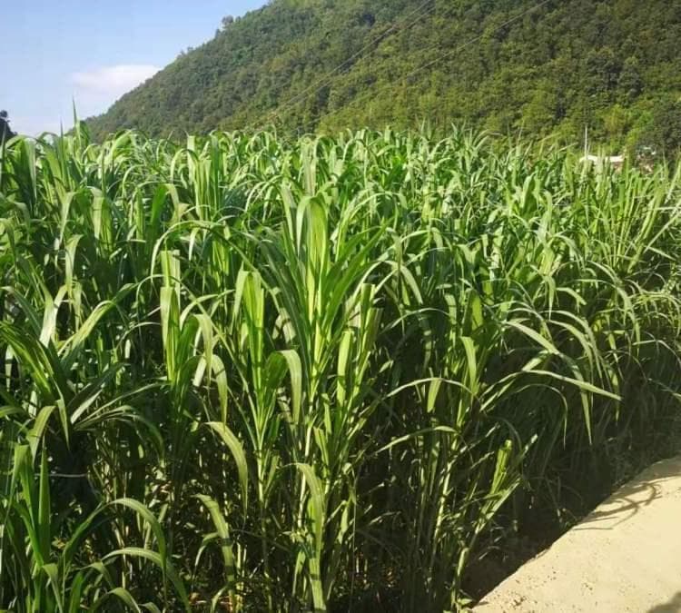 巨菌草和中华粱草哪个更好？一文详解37种常见牧草特点