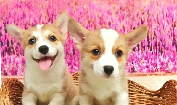 怎么正确挑选柯基犬？挑选柯基犬的十五个关键点