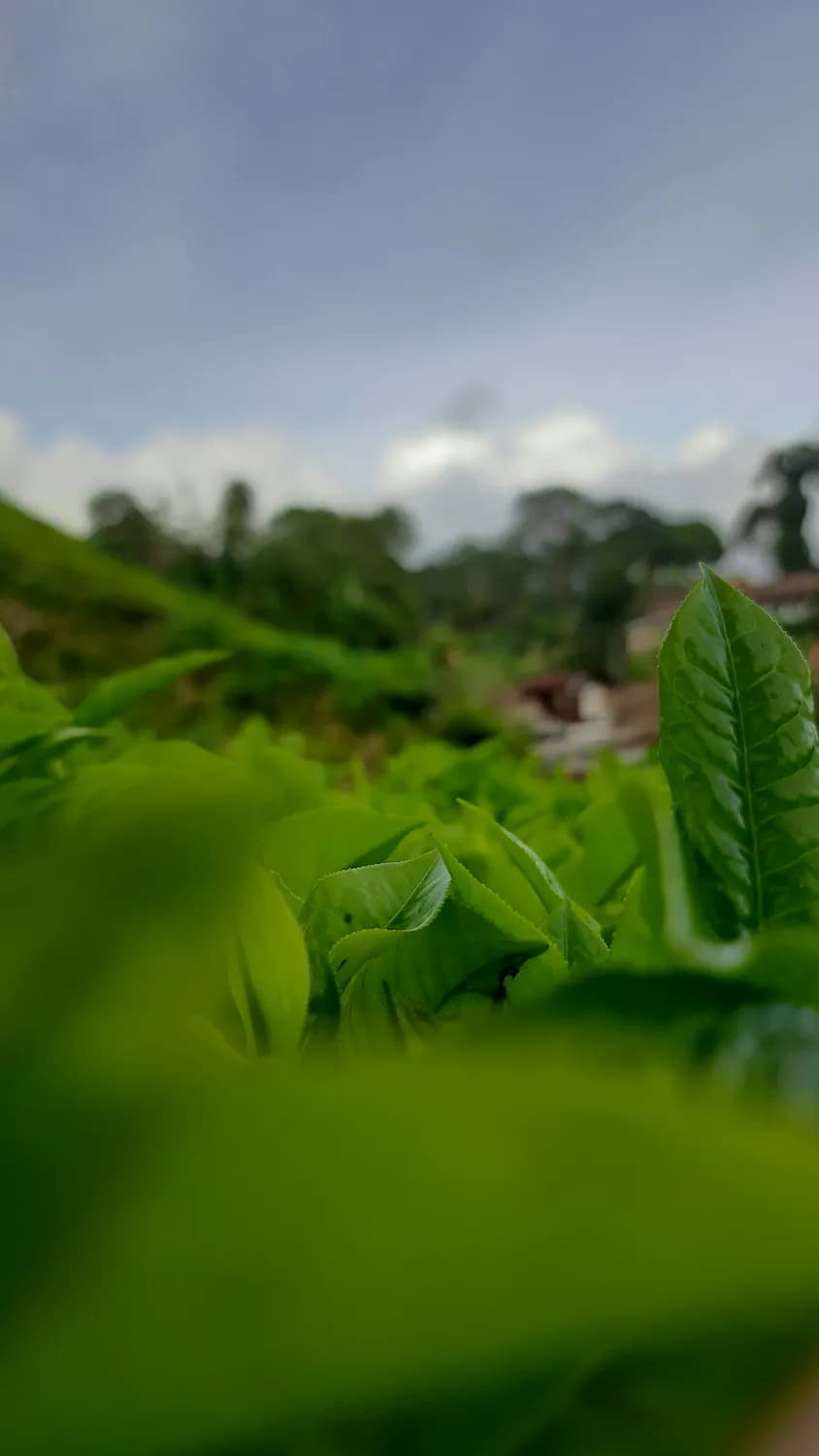 武夷肉桂茶：冬日暖心首选