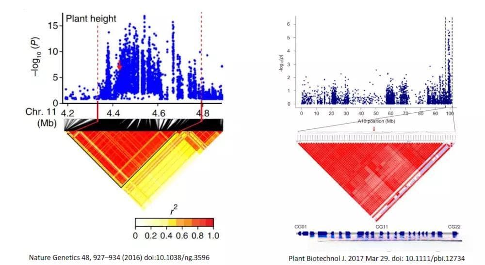 全基因组关联分析（GWAS）-统计方法与模型简介