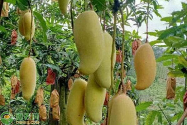 妈咪果价格及种植指南：30元/斤的热带珍稀水果