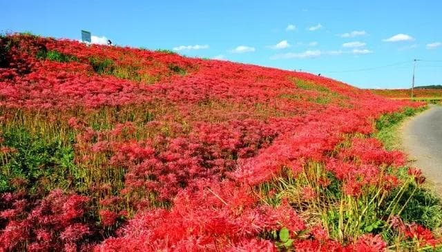 日本秋季赏花指南：2025赏花日历及15处人气赏花景点大盘点