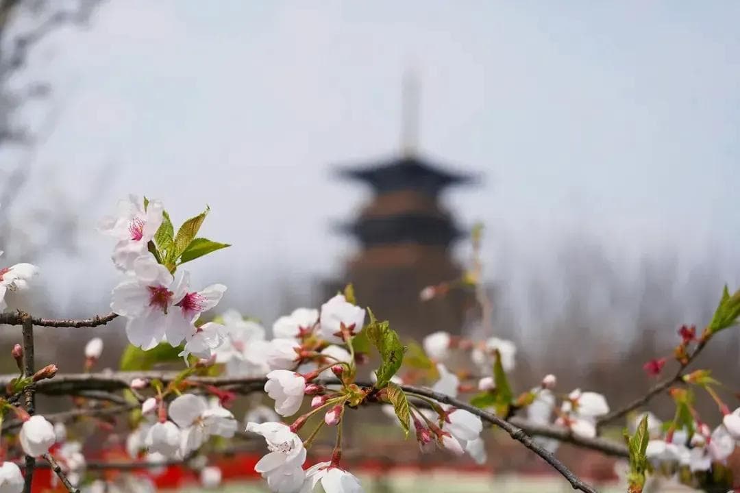 浙江平湖钟埭樱花小镇：免费赏樱胜地，小众又自在