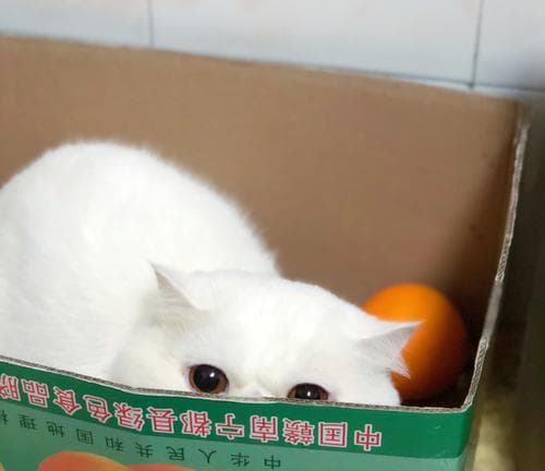 哪些花卉对猫咪有害（保护宠物健康的花卉知识）